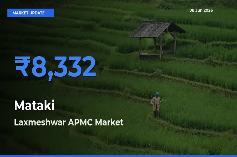 Mataki Mandi Rate Today: Laxmeshwar APMC Tops the List