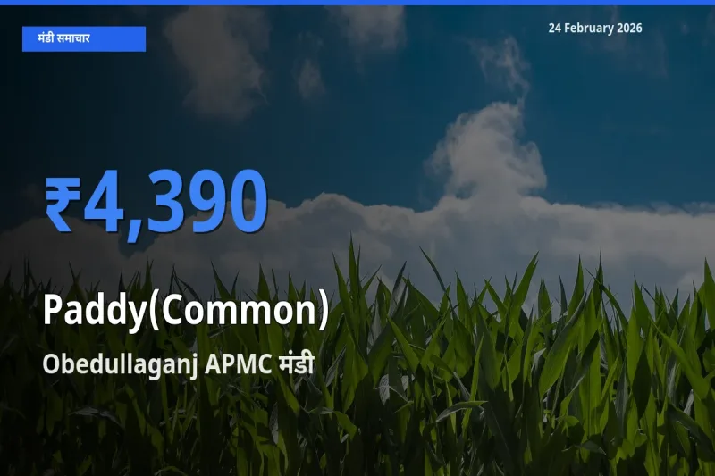आज Paddy(Common) के सबसे ज़्यादा दाम Obedullaganj APMC मंडी में दर्ज