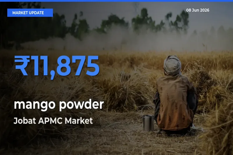 Farmers Prefer Jobat APMC as mango powder Hits Highest Rate