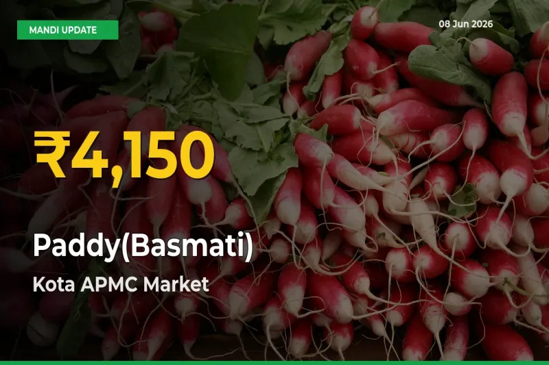 Kota APMC Leads as Paddy(Basmati) Hits Highest Rate – June 08 Update