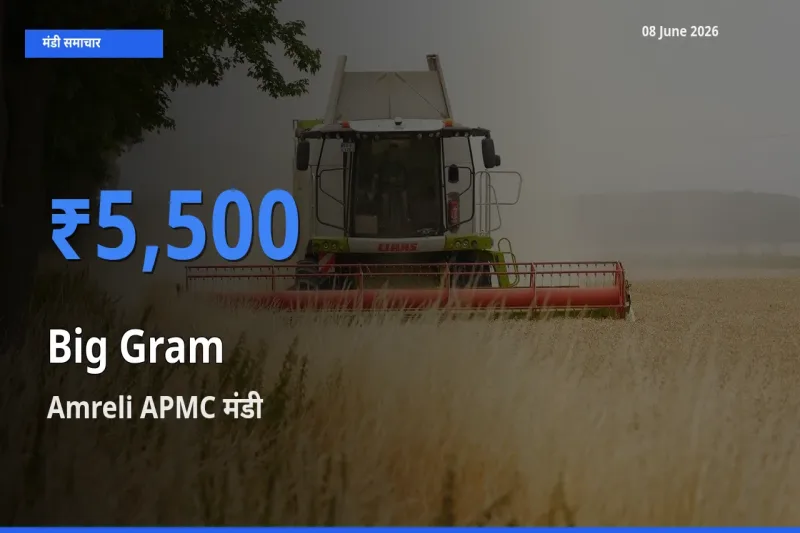 Amreli APMC में काबुली चना का आज सबसे ऊँचा भाव