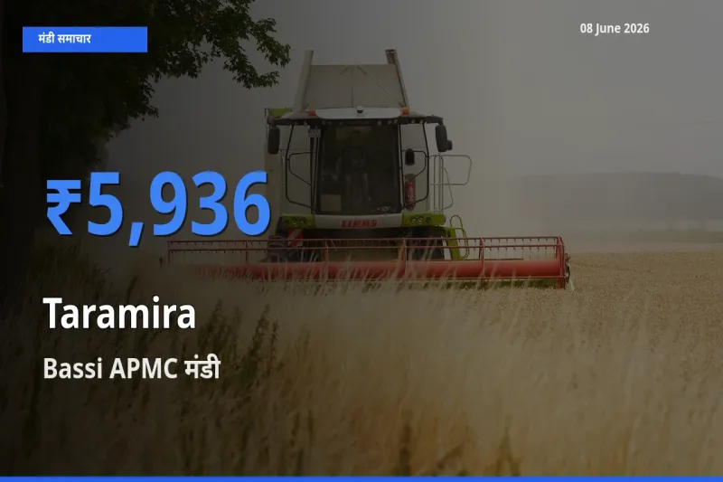 आज तारामीरा के सबसे ज़्यादा दाम Bassi APMC मंडी में दर्ज