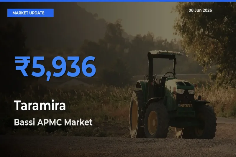 Farmers Prefer Bassi APMC as Taramira Hits Highest Rate