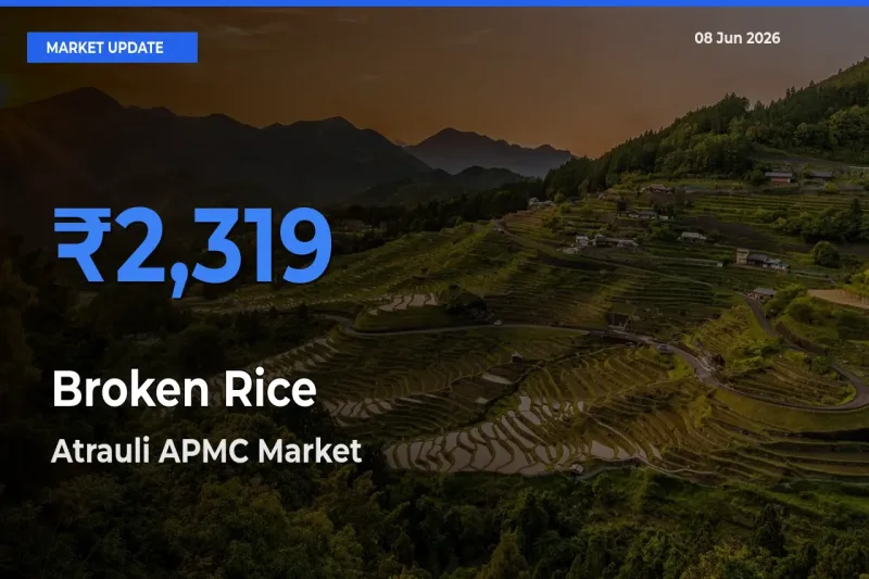 Broken Rice Mandi Rate Today: Atrauli APMC Tops the List
