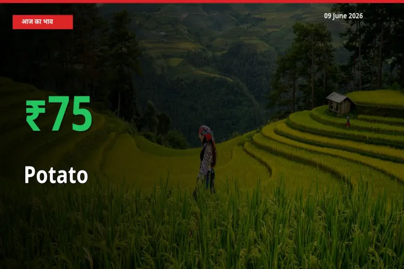 आलू के दाम प्रमुख मंडी में 74.98% बढ़े, 24 घंटे में बड़ा बदलाव