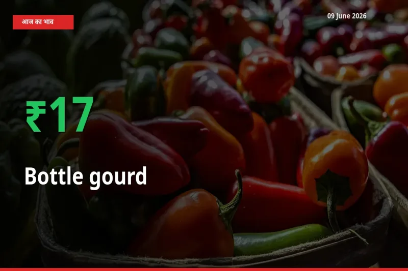 लौकी के दाम प्रमुख मंडी में 17.14% बढ़े, 24 घंटे में बड़ा बदलाव