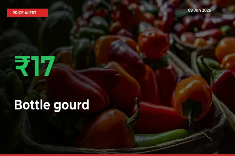 Why Bottle gourd Prices Rose 17.14% in a Day at Mandis