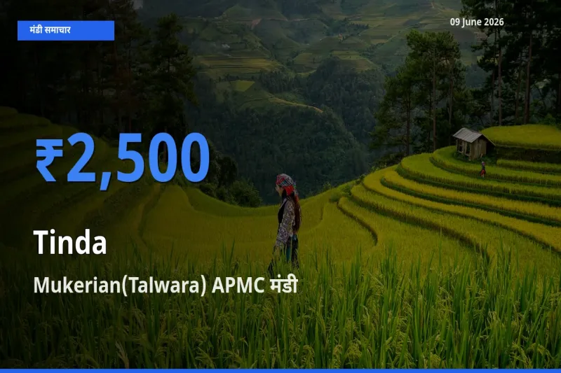 Mukerian(Talwara) APMC में टिंडा का आज सबसे ऊँचा भाव
