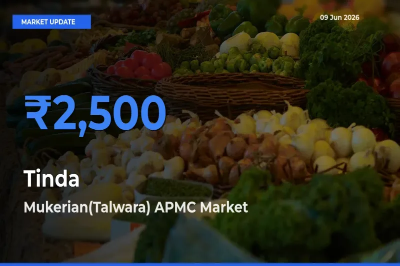 Tinda Mandi Rate Today: Mukerian(Talwara) APMC Tops the List