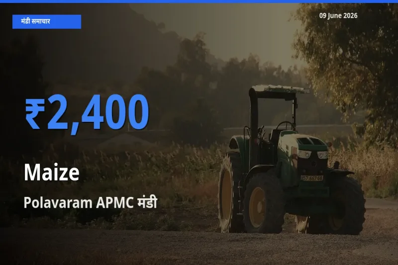 आज मक्का के सबसे ज़्यादा दाम Polavaram APMC मंडी में दर्ज