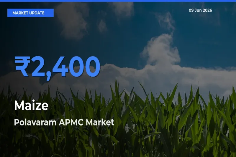 Polavaram APMC Tops Maize Rates – June 09 Market Update