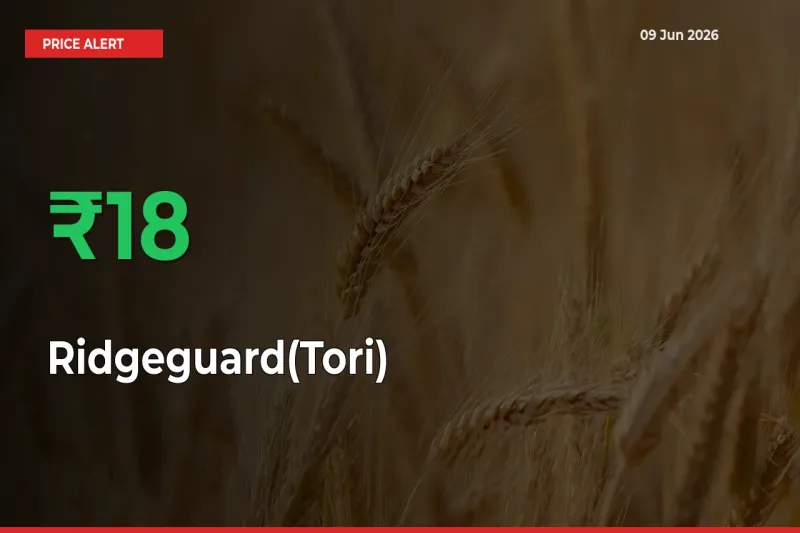 Why Ridgeguard(Tori) Prices Rose 17.8% in a Day at Mandis