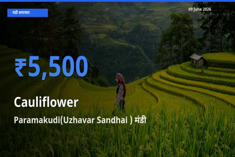 आज फूलगोभी के सबसे ऊँचे दाम ₹5,500 Paramakudi(Uzhavar Sandhai ) मंडी में