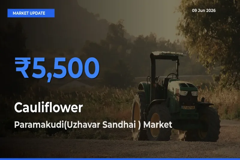 Cauliflower Mandi Rate Today: Paramakudi(Uzhavar Sandhai ) Tops the List