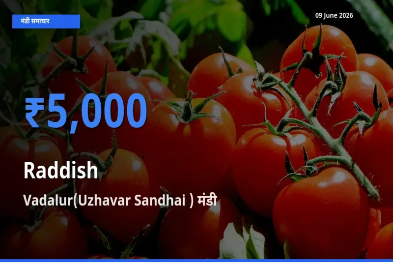 आज मूली के सबसे ज़्यादा दाम Vadalur(Uzhavar Sandhai ) मंडी में दर्ज