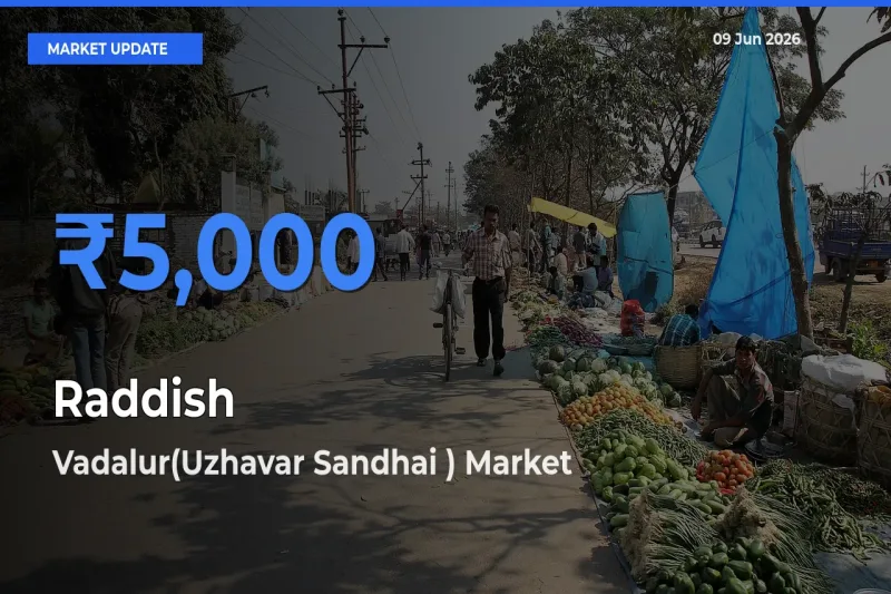 Market Watch: Vadalur(Uzhavar Sandhai ) Becomes Top Mandi for Raddish