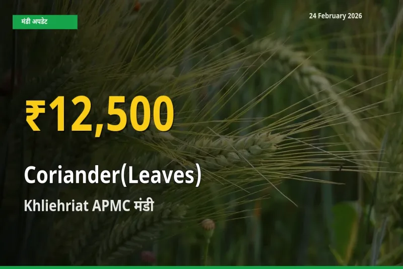 आज का मंडी भाव: Khliehriat APMC में Coriander(Leaves) सबसे ऊँचे स्तर पर