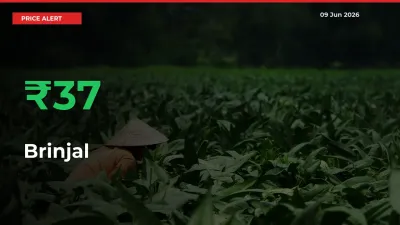 Why Brinjal Prices Rose 36.61% in a Day at Mandis