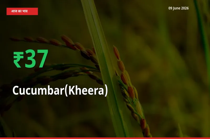 तेज़ तेजी! मंडी में खीरा के दाम 37.42% चढ़े