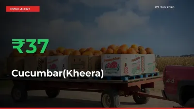 This Mandi Records 37.42% Jump in Cucumbar(Kheera) Prices