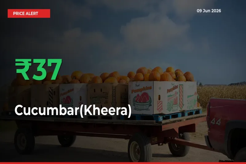 This Mandi Records 37.42% Jump in Cucumbar(Kheera) Prices