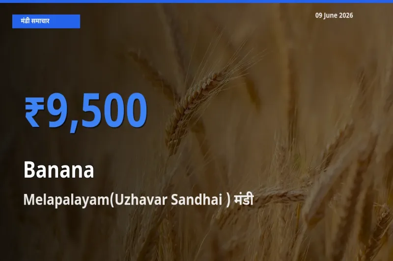 09 June अपडेट: केला के सबसे ऊँचे दाम Melapalayam(Uzhavar Sandhai ) मंडी में