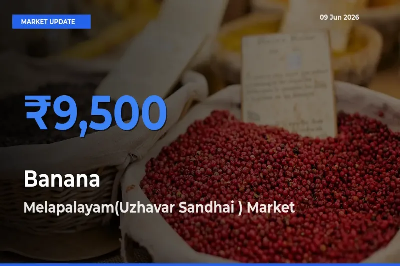 Melapalayam(Uzhavar Sandhai ) Emerges as Top Mandi for Banana Prices Today