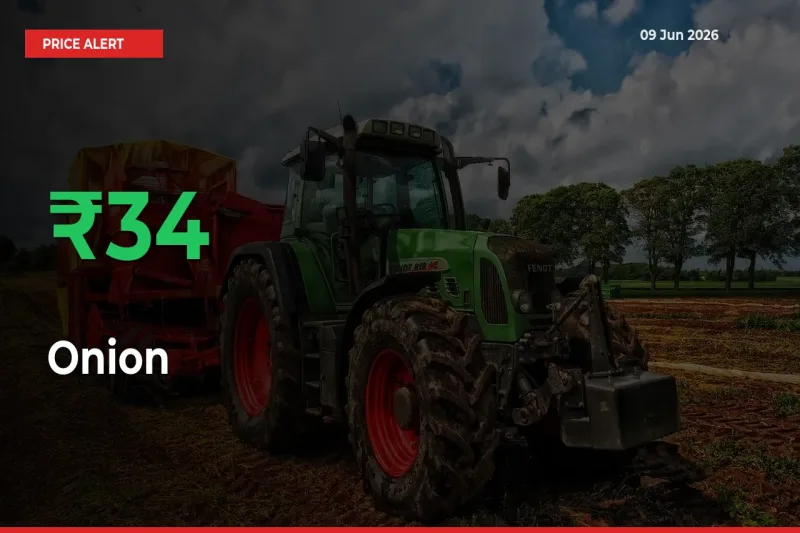 Big Rally! Onion Climbs 33.62% in 24 Hours at Top Mandis