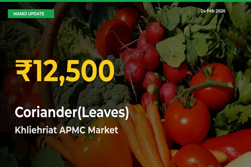 Coriander(Leaves) Price Rally Continues – Khliehriat APMC Hits Fresh High Today