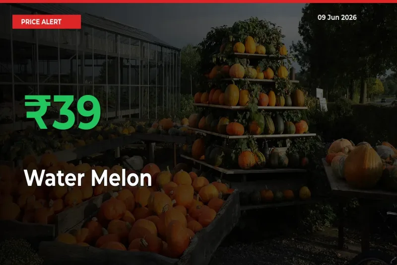 Sharp Jump! Water Melon Prices Climb 39.27% in 24 Hours at Key Mandis