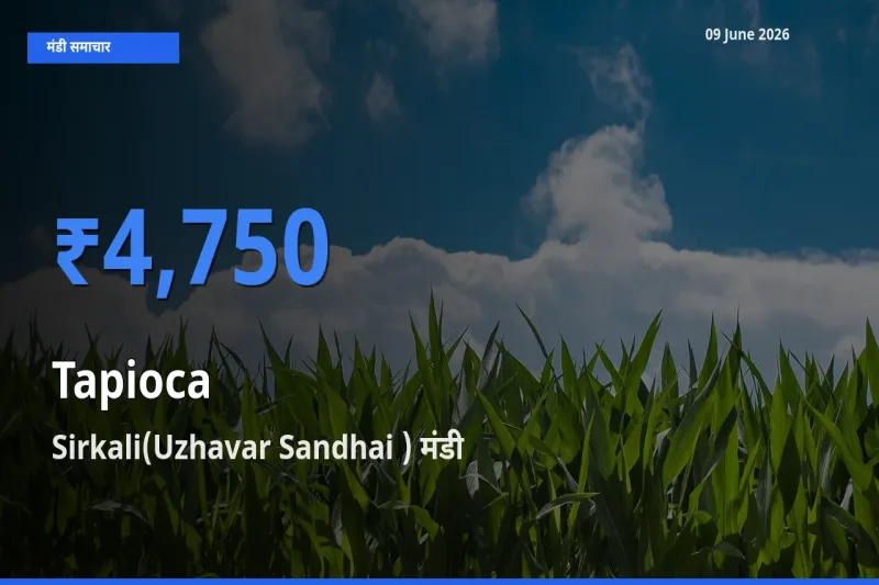 किसानों की पसंद बना Sirkali(Uzhavar Sandhai ), साबूदाना के सबसे अच्छे दाम