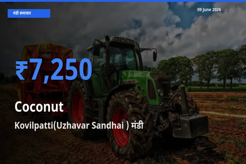 किसानों की पसंद बना Kovilpatti(Uzhavar Sandhai ), नारियल के सबसे अच्छे दाम