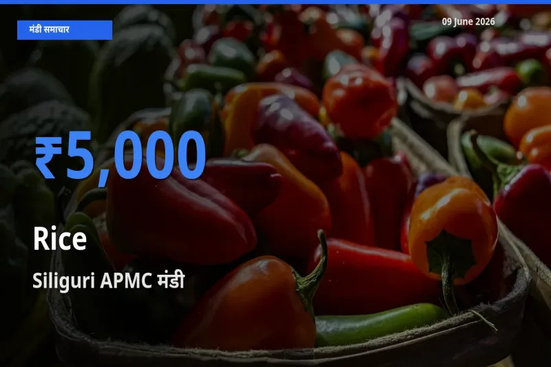 09 June अपडेट: चावल के सबसे ऊँचे दाम Siliguri APMC मंडी में