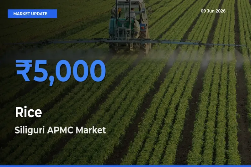 Siliguri APMC Records Highest ₹5,000 Rate for Rice