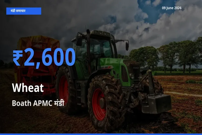 आज गेहूँ के सबसे ऊँचे दाम ₹2,600 Boath APMC मंडी में