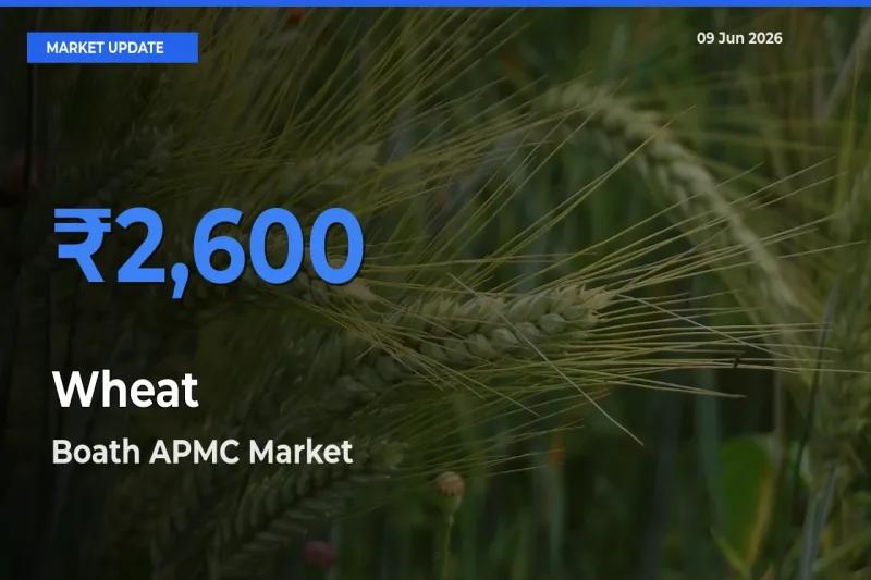 Boath APMC Tops Wheat Mandi Rates Today