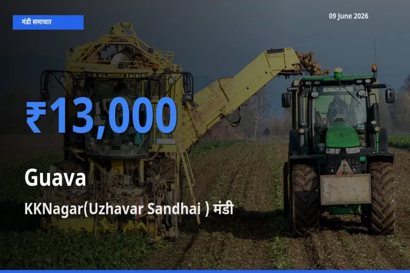 बाज़ार संकेत: KKNagar(Uzhavar Sandhai ) बना अमरूद के लिए आज की टॉप मंडी