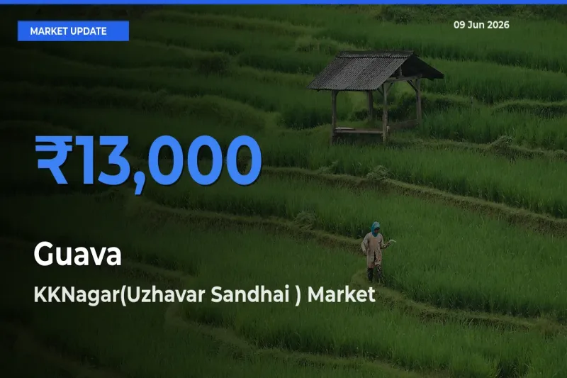 KKNagar(Uzhavar Sandhai ) Tops Guava Mandi Rates Today
