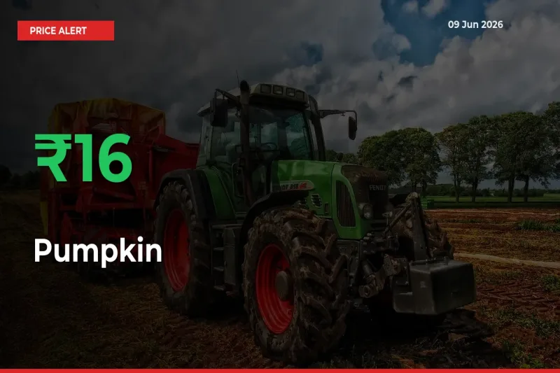 This Mandi Records 16.09% Jump in Pumpkin Prices