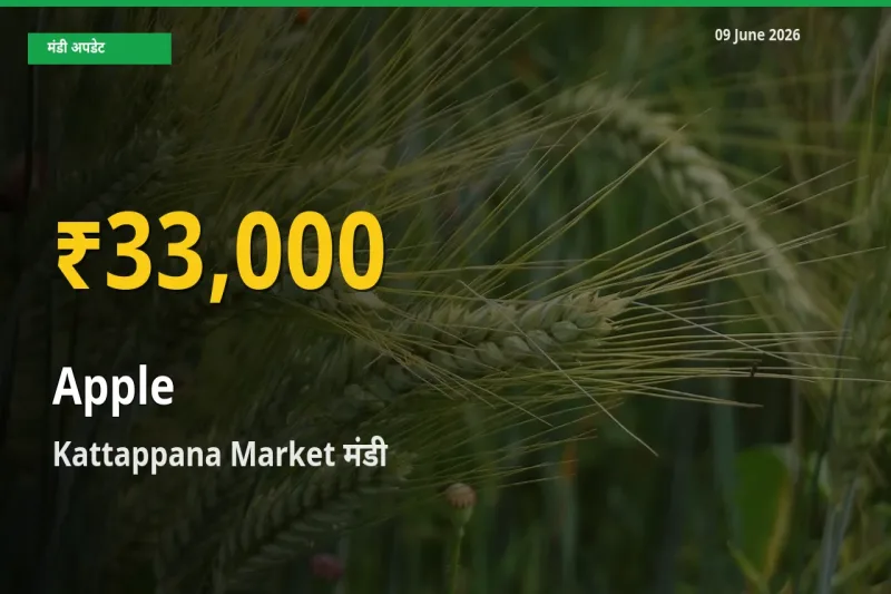 सेब के दामों में रिकॉर्ड तेज़ी, Kattappana Market