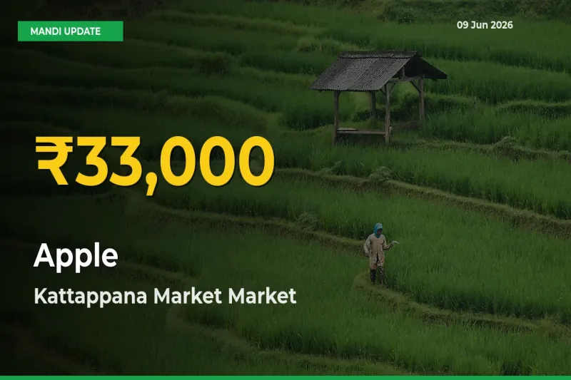 Kattappana Market Leads as Apple Hits Highest Rate – June 09 Update