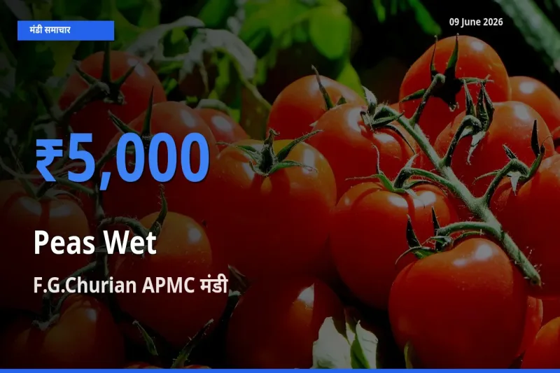 F.G.Churian APMC में हरी मटर का आज सबसे ऊँचा भाव