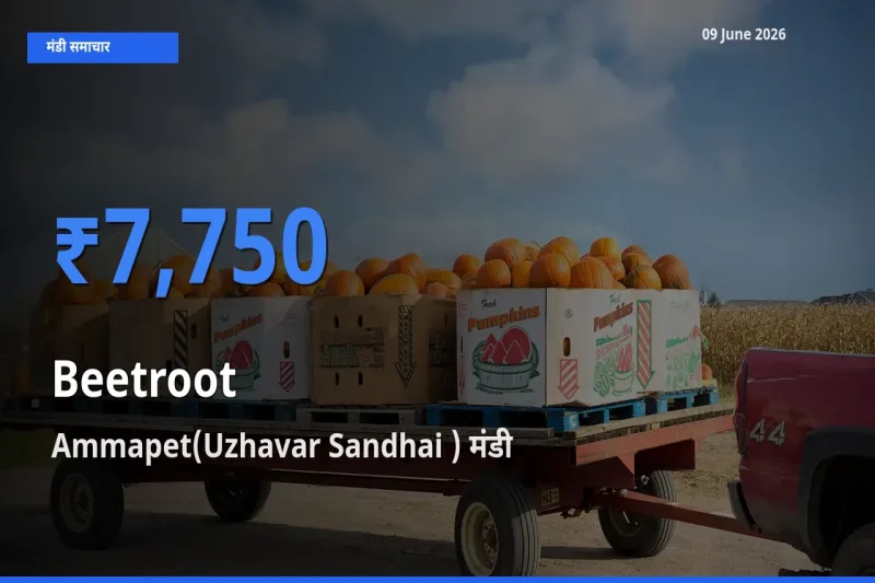 Ammapet(Uzhavar Sandhai ) में चुकंदर का आज सबसे ऊँचा भाव
