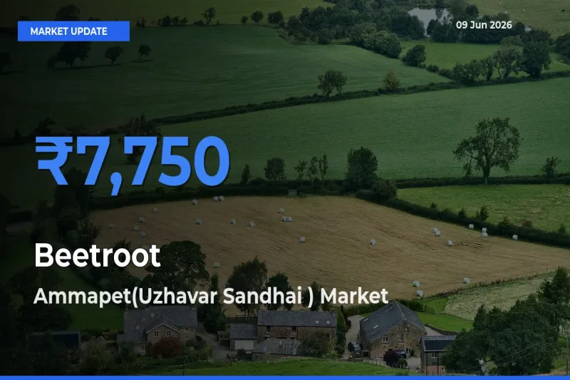 Ammapet(Uzhavar Sandhai ) Leads as Top Mandi for Beetroot Prices