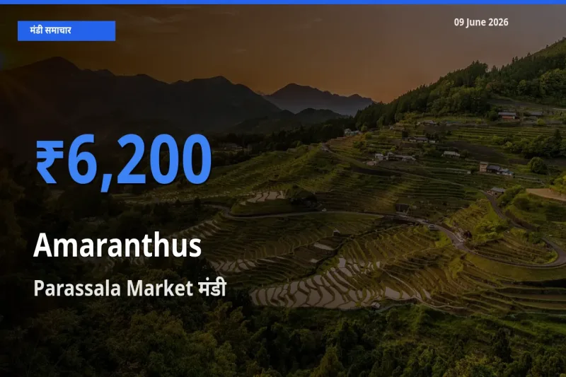 Parassala Market में चौलाई का आज सबसे ऊँचा भाव