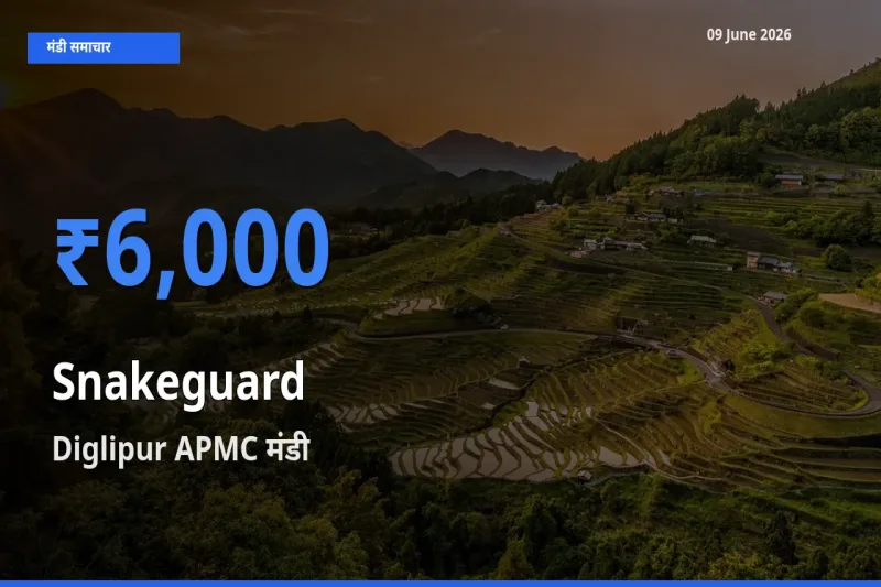 आज चिचिंडा (नागफनी लौकी) के सबसे ऊँचे दाम ₹6,000 Diglipur APMC मंडी में