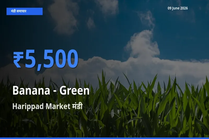 टॉप मंडी बना Harippad Market! केला - हरा के सबसे ऊँचे दाम यहीं दर्ज