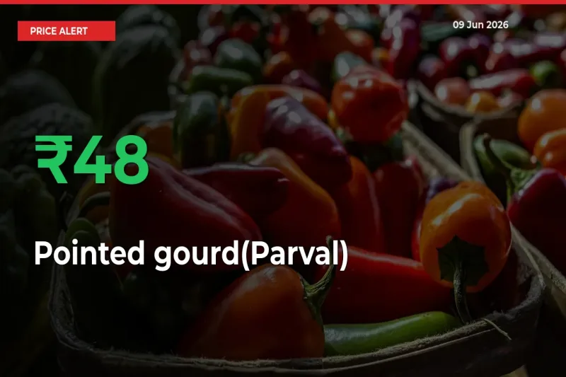Sharp Jump! Pointed gourd(Parval) Prices Climb 47.91% in 24 Hours at Key Mandis