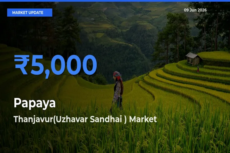Thanjavur(Uzhavar Sandhai ) Records Highest ₹5,000 Rate for Papaya