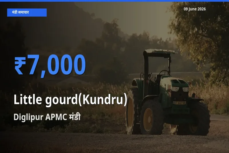 Diglipur APMC मंडी में कुंदरू (टिंडा तोरई) ₹7,000 पर पहुँचा – आज का सर्वोच्च भाव